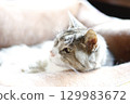 Momo-chan, a 22-year-old grandmother cat, resting in her cat bed, three days before her death 129983672