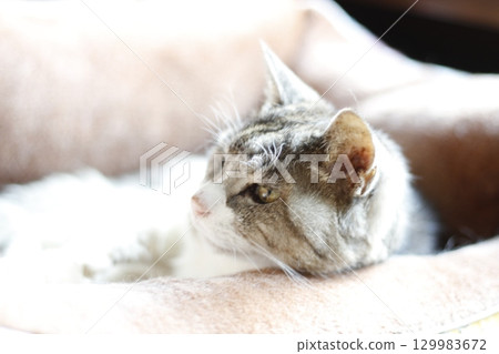 Momo-chan, a 22-year-old grandmother cat, resting in her cat bed, three days before her death 129983672