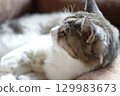 Momo-chan, a 22-year-old grandmother cat, resting in her cat bed, three days before her death 129983673