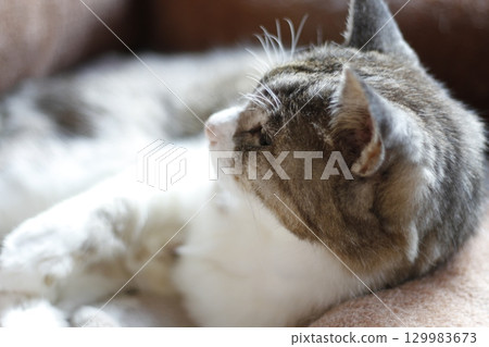 22 歲的祖母貓 Momo-chan 在她去世前三天躺在貓床上休息 129983673