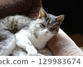 Momo-chan, a 22-year-old grandmother cat, resting in her cat bed, three days before her death 129983674