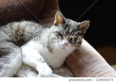 Momo-chan, a 22-year-old grandmother cat, resting in her cat bed, three days before her death 129983674