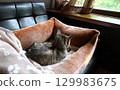 Momo-chan, a 22-year-old grandmother cat, resting in her cat bed, three days before her death 129983675