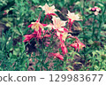 Flower of Western Odamaki 129983677
