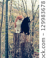 Two cats, Chichi and Kuro-chan, sitting on a stump in a forest of yellow leaves 129983678