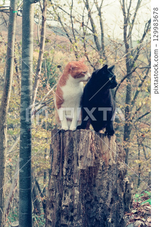 Two cats, Chichi and Kuro-chan, sitting on a stump in a forest of yellow leaves Two cats, Chichi and Kuro-chan, sitting on a stump in a forest of yellow leaves 129983678