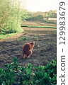 Chichi the cat defecating in the field in the setting sun 129983679