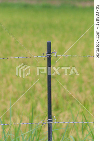 Electric fence surrounding rice paddy field 129983705