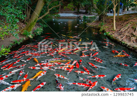 特別觀光景點:栗林公園朝霞 特別觀光景點:栗林公園朝霞 129983745