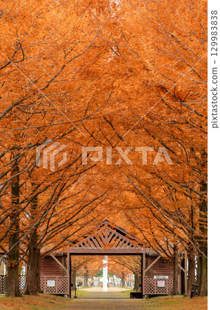 生態公園 生態公園 129983838