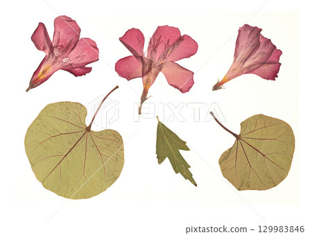 Pressed and dried flower isolated on white background. For use in floral patterns, compositions, herbariums, scrapbooking, floristry. Pressed and dried flower isolated on white background. For use in floral patterns, compositions, herbariums, scrapbooking, floristry. 129983846