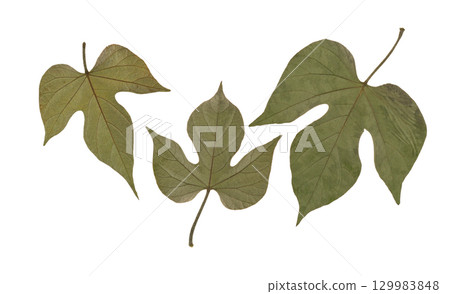 Pressed and dried flower isolated on white background. For use in floral patterns, compositions, herbariums, scrapbooking, floristry. 129983848