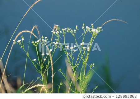 初夏景觀 129983868