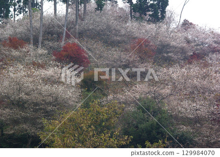 愛知縣豐田市小原町的四季櫻花公園，秋天的紅葉與白色的四季櫻花交相輝映，景色十分美麗。 129984070