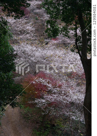 愛知縣豐田市小原町的四季櫻花公園，秋天的紅葉與白色的四季櫻花交相輝映，景色十分美麗。 129984081