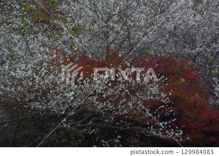 At Shikizakura Park in Obara-cho, Toyota City, Aichi Prefecture, the autumn leaves and white Shikizakura cherry blossoms harmonize to create a beautiful sight. 129984083