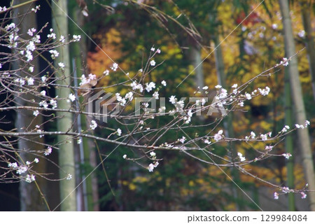 At Shikizakura Park in Obara-cho, Toyota City, Aichi Prefecture, the autumn leaves and white Shikizakura cherry blossoms harmonize to create a beautiful sight. 129984084