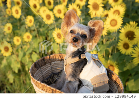 沐浴在清晨陽光下的向日葵和約克夏犬 129984149