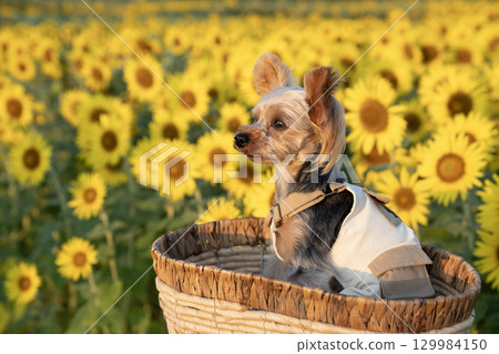 沐浴在清晨陽光下的向日葵和約克夏犬 129984150