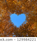 銀杏樹的秋葉和心形藍天 129984221