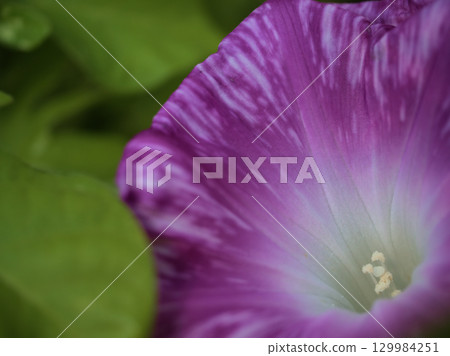 八月,五彩繽紛的牽牛花盛開 八月,五彩繽紛的牽牛花盛開 129984251