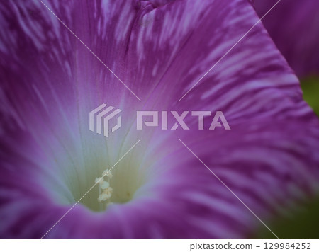 八月，五彩繽紛的牽牛花盛開 129984252