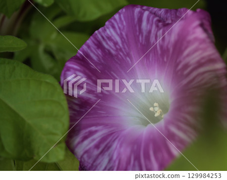 八月,五彩繽紛的牽牛花盛開 八月,五彩繽紛的牽牛花盛開 129984253