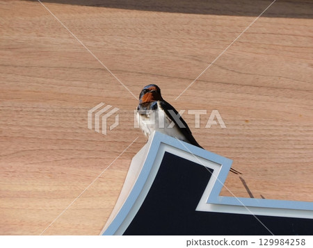 一隻燕子站在木紋背景上 129984258