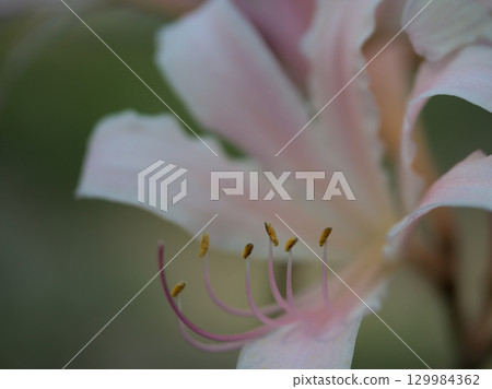 八月盛開的淡粉紅色夏季水仙花 八月盛開的淡粉紅色夏季水仙花 129984362