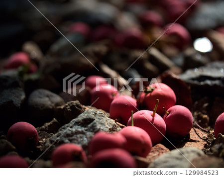 Red Morris hawthorn berries that ripened and fell in August Red Morris hawthorn berries that ripened and fell in August 129984523