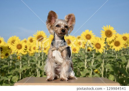 Sunflowers and Yorkshire terrier bathed in the morning sun 129984541