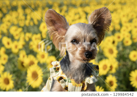 Sunflowers and Yorkshire terrier bathed in the morning sun Sunflowers and Yorkshire terrier bathed in the morning sun 129984542