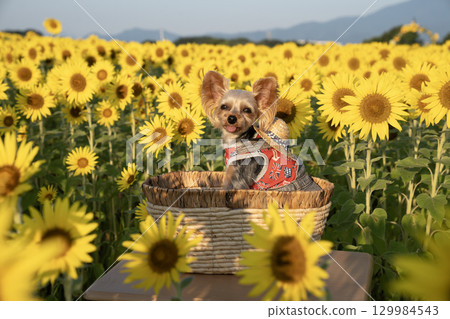 Sunflowers and Yorkshire terrier bathed in the morning sun Sunflowers and Yorkshire terrier bathed in the morning sun 129984543