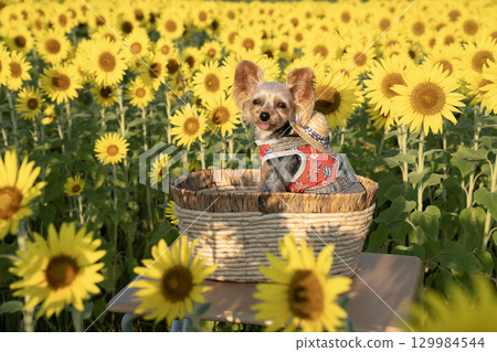 Sunflowers and Yorkshire terrier bathed in the morning sun Sunflowers and Yorkshire terrier bathed in the morning sun 129984544