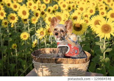 Sunflowers and Yorkshire terrier bathed in the morning sun 129984546