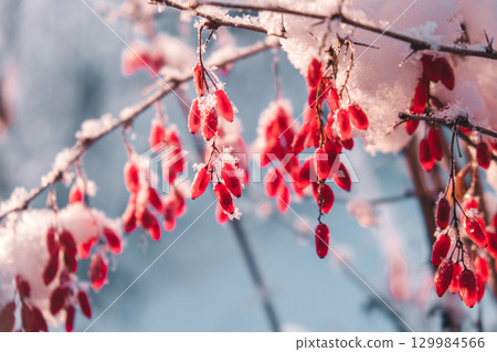 bright red berries covered in snow glisten on branches during winter in serene landscape. closeup. 129984566