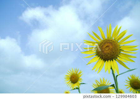 有一天我看到的向日葵田 129984603