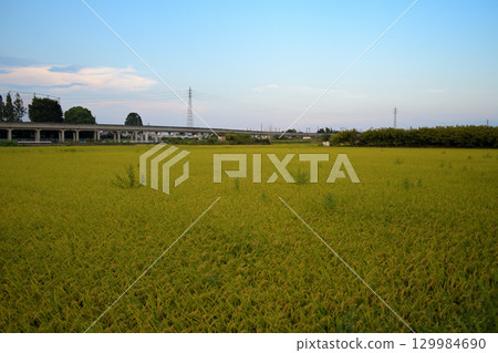 大米早收 129984690