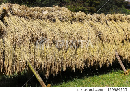 Photo of dried rice Photo of dried rice 129984735
