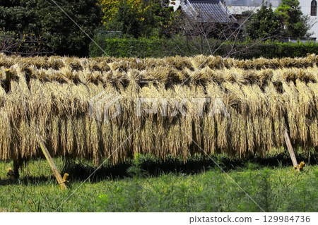 Photo of dried rice Photo of dried rice 129984736