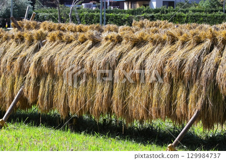 Photo of dried rice 129984737