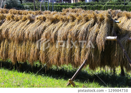 Photo of dried rice Photo of dried rice 129984738