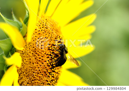 夏天花向日葵 129984804