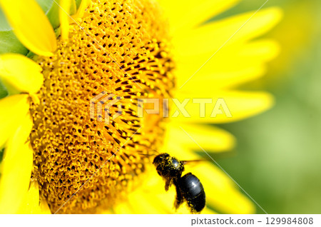 夏天花向日葵 129984808