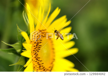 Summer flower Sunflower 129984842
