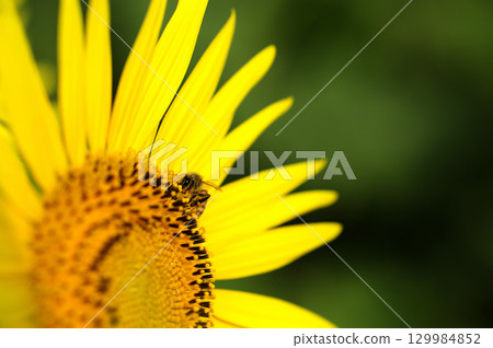 Summer flower Sunflower 129984852