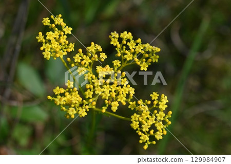Ominaeshi flowers photographed on the Haruna Yusuge Road Ominaeshi flowers photographed on the Haruna Yusuge Road 129984907