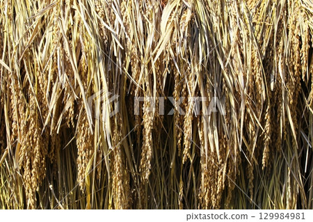 Close-up photo of dried rice Close-up photo of dried rice 129984981