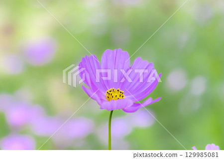 Sanuki Manno National Government Park - Seasonal Flower Fields Sanuki Manno National Government Park - Seasonal Flower Fields 129985081