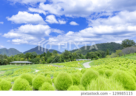 贊岐滿濃國營公園 - 四季花田 129985115